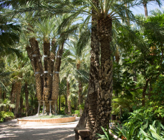 Elche / Elx