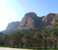 Palmeral de San Antón