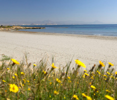 El Carabassí
