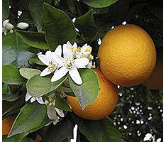 Entre Naranjos y Flores